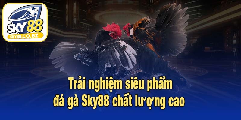 Trải nghiệm siêu phẩm đá gà Sky88 chất lượng cao 