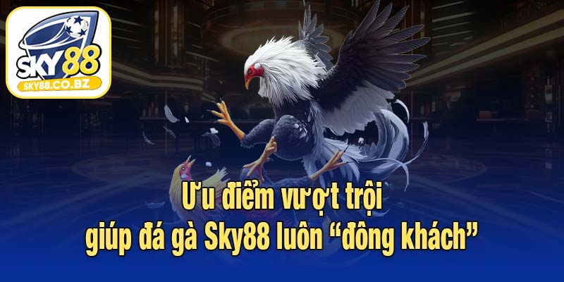 Ưu điểm vượt trội giúp đá gà Sky88 luôn “đông khách”